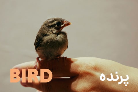 پرنده