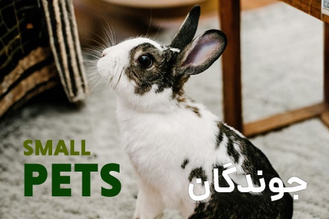 جوندگان