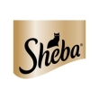 شبا / Sheba