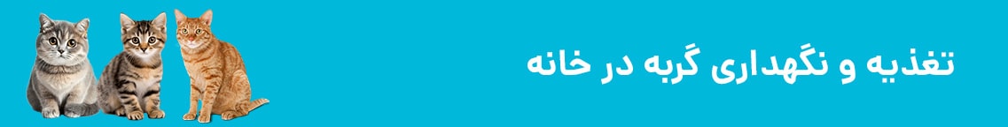 تغذیه و نگه داری گربه