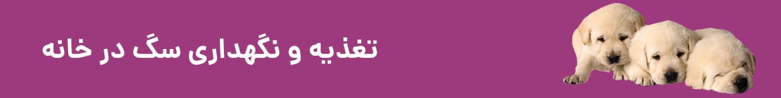 تغذیه و نگه داری سگ