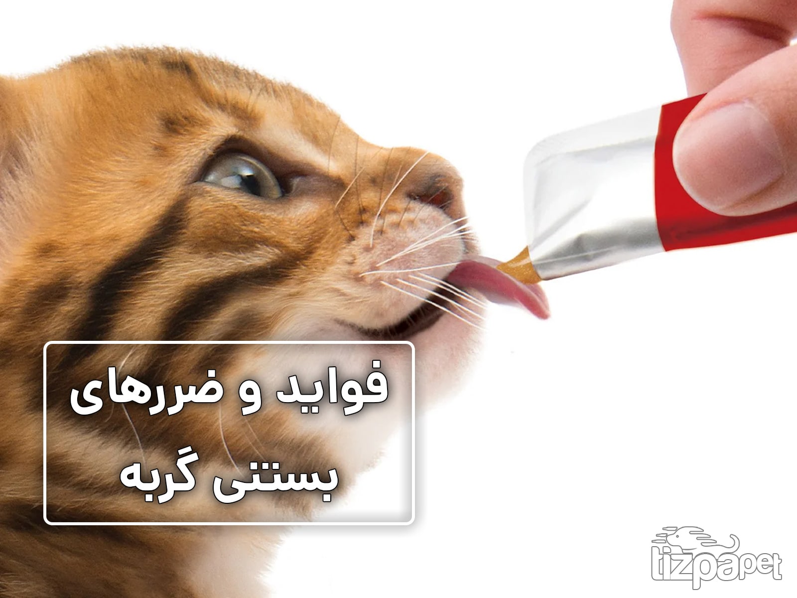 بستنی گربه | آیا بستنی گربه برای گربه شما ضرر دارد؟