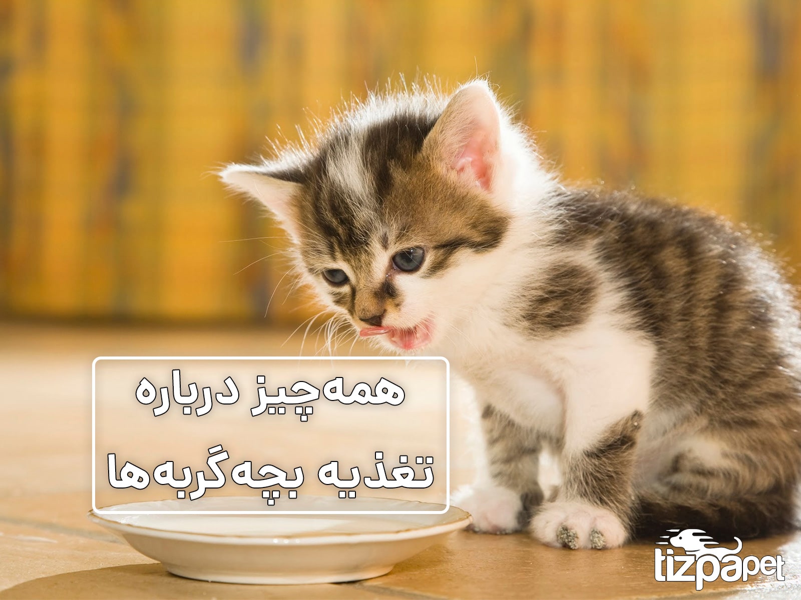 تغذیه بچه گربه ها از صفر تا صد: چند بار و چقدر باید غذا بدهیم؟