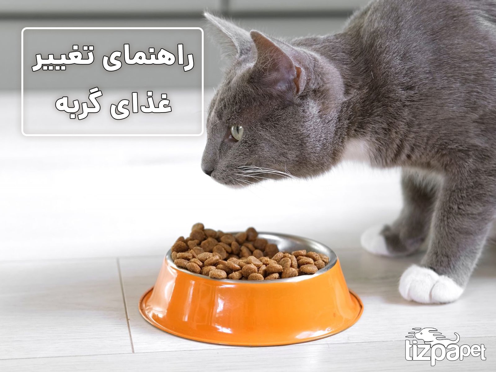 چگونه غذای گربه را به درستی تغییر دهیم؟ راهنمای کامل و کاربردی