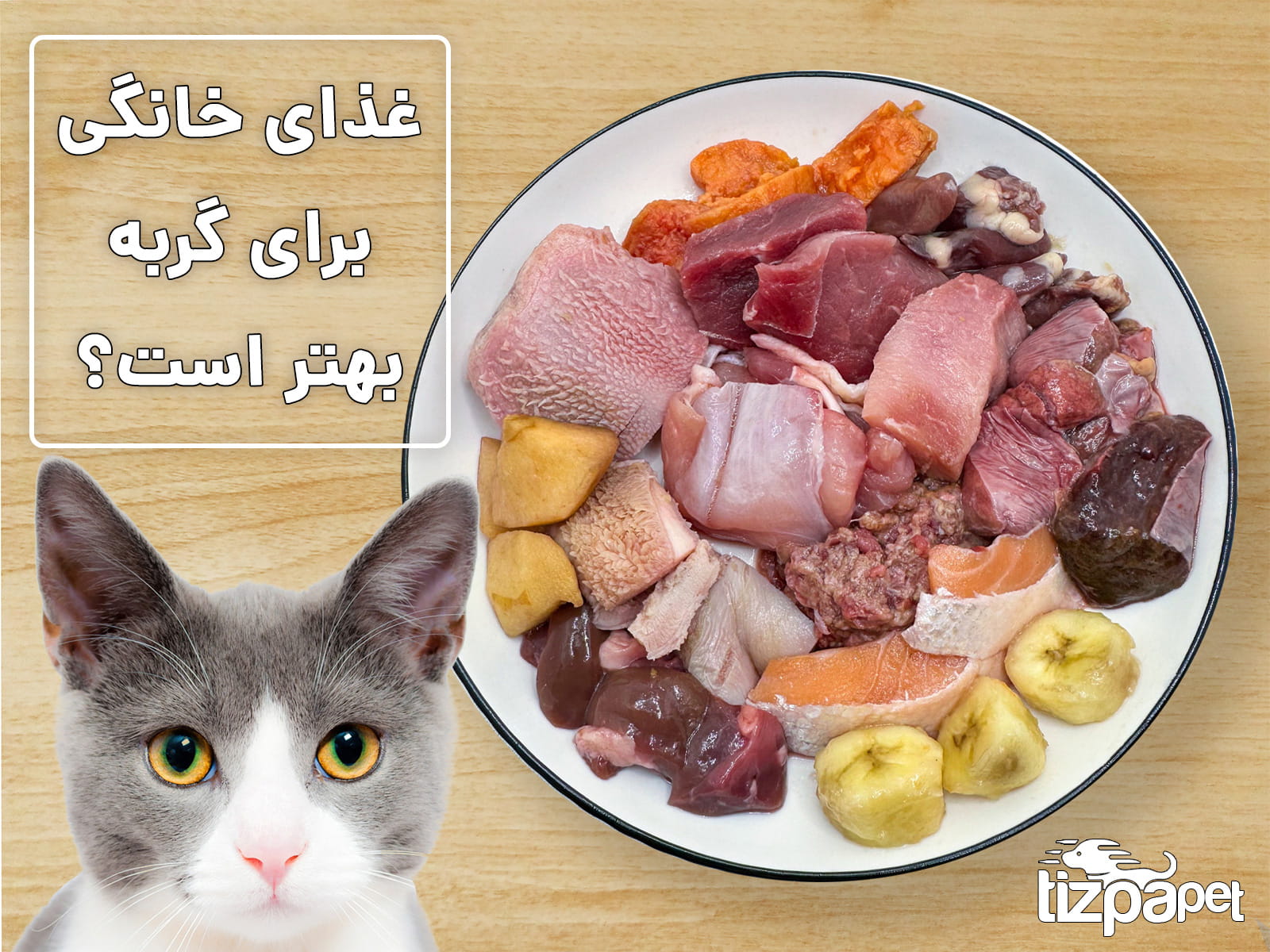 آیا غذای خانگی برای گربه بهتر است؟