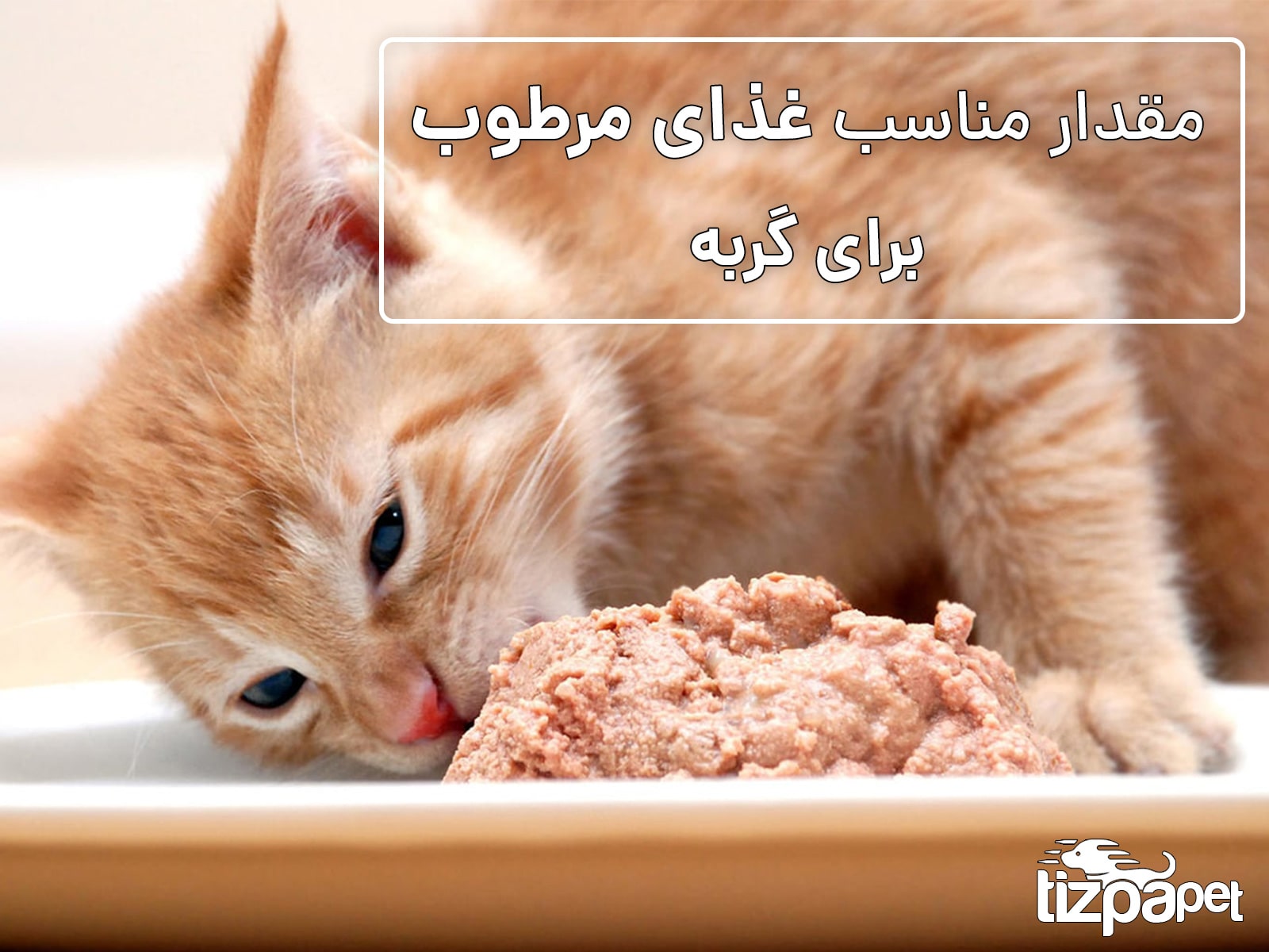 چقدر غذای مرطوب باید به گربه ام بدهم؟