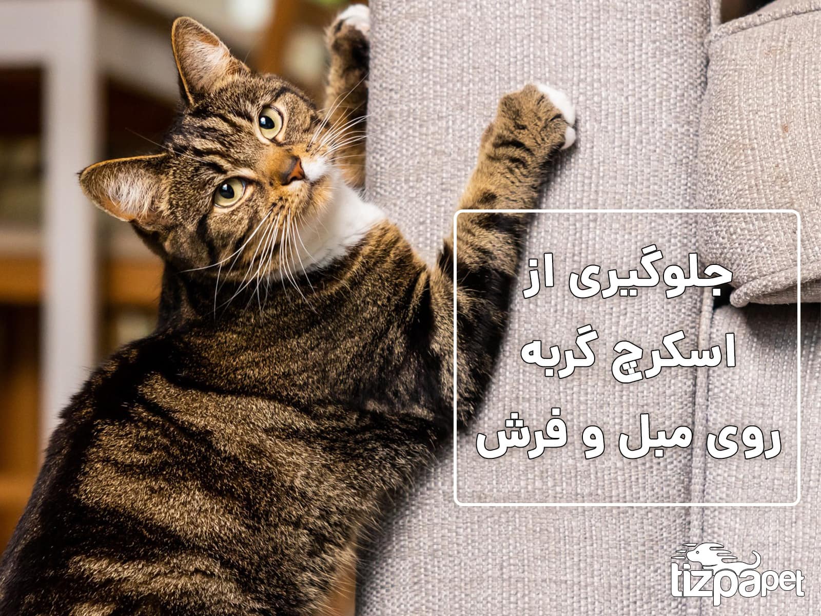جلوگیری از چنگ زدن گربه به مبل، فرش و وسایل خانه