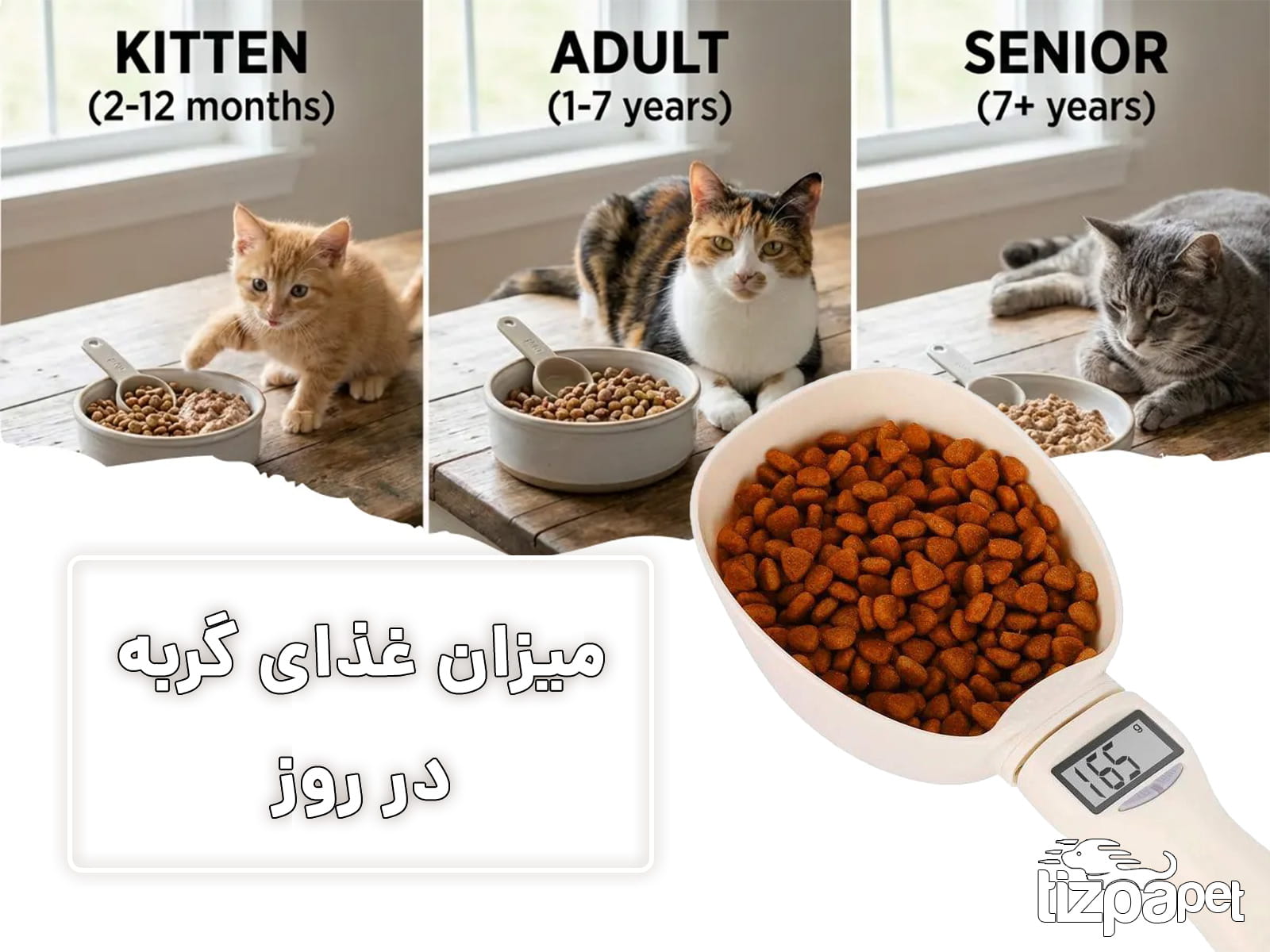 میزان غذای گربه در روز چقدر باید باشد؟