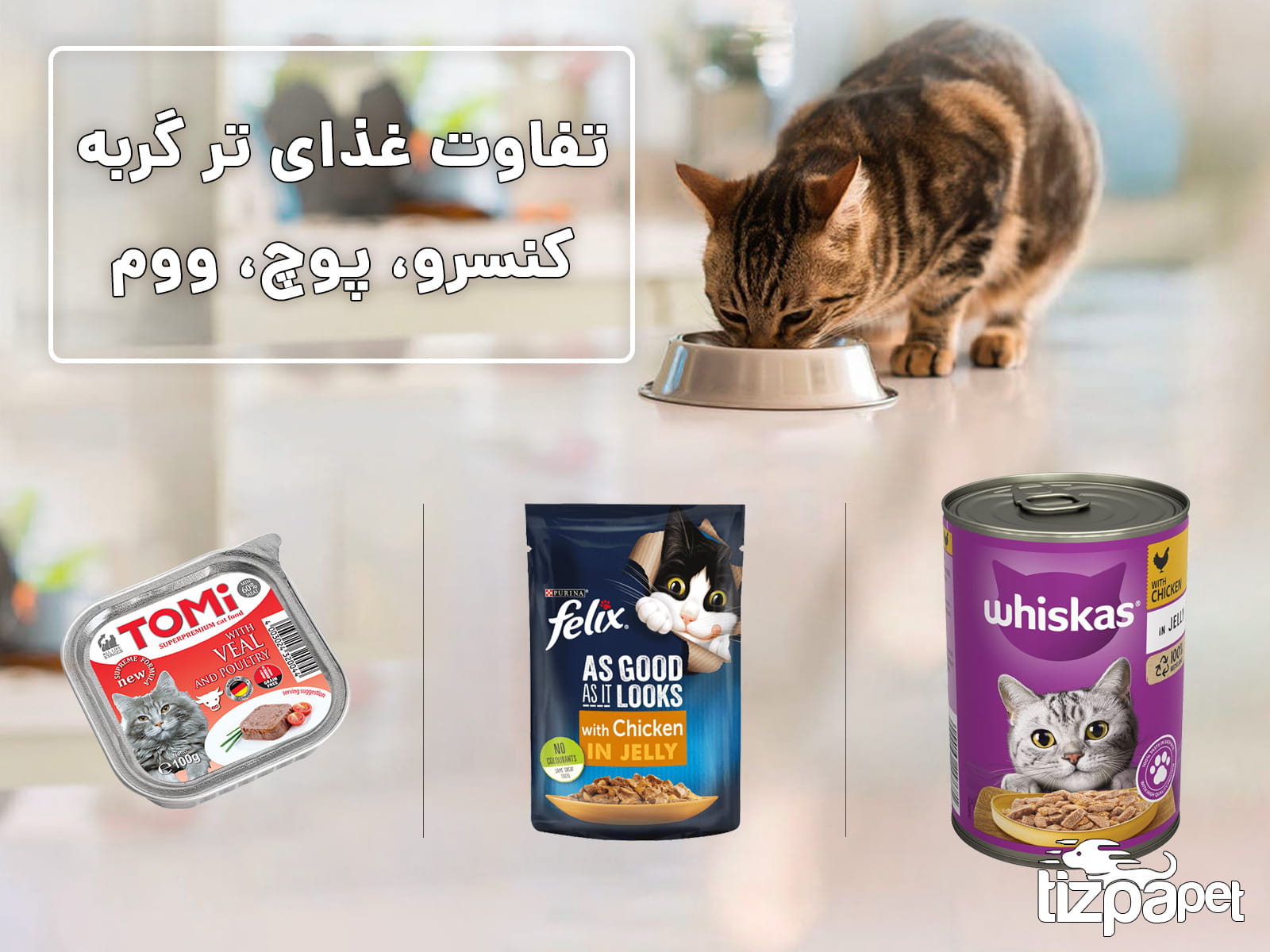 تفاوت غذای تر گربه، پوچ، کنسرو و ووم چیست؟ راهنمای انتخاب غذای مرطوب مناسب گربه