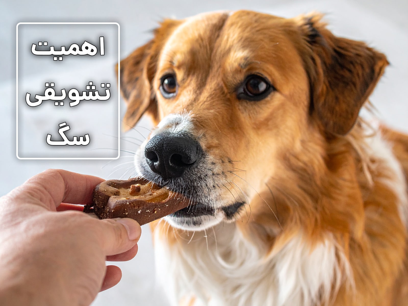 اهمیت تشویقی سگ: چرا از تشویقی سگ در آموزش استفاده می‌کنیم؟