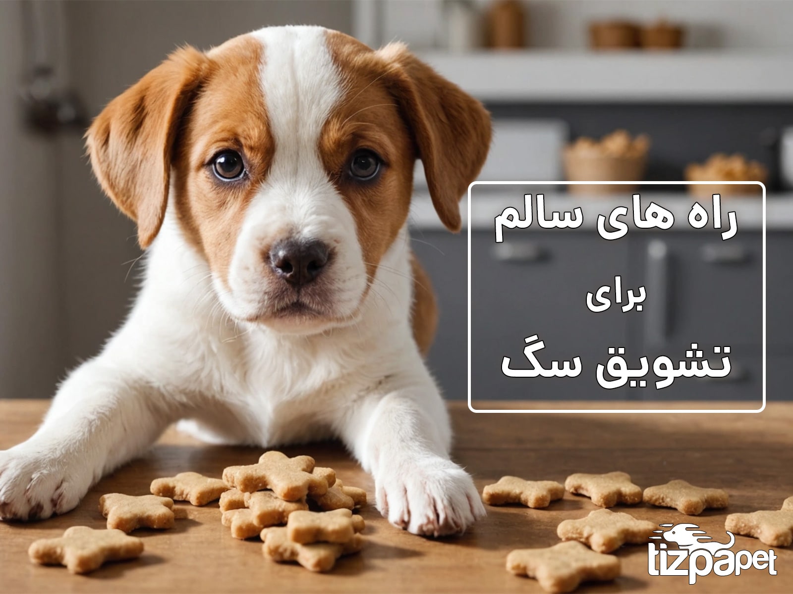 راه های سالم برای تشویق سگ بدون آسیب به سلامتی او