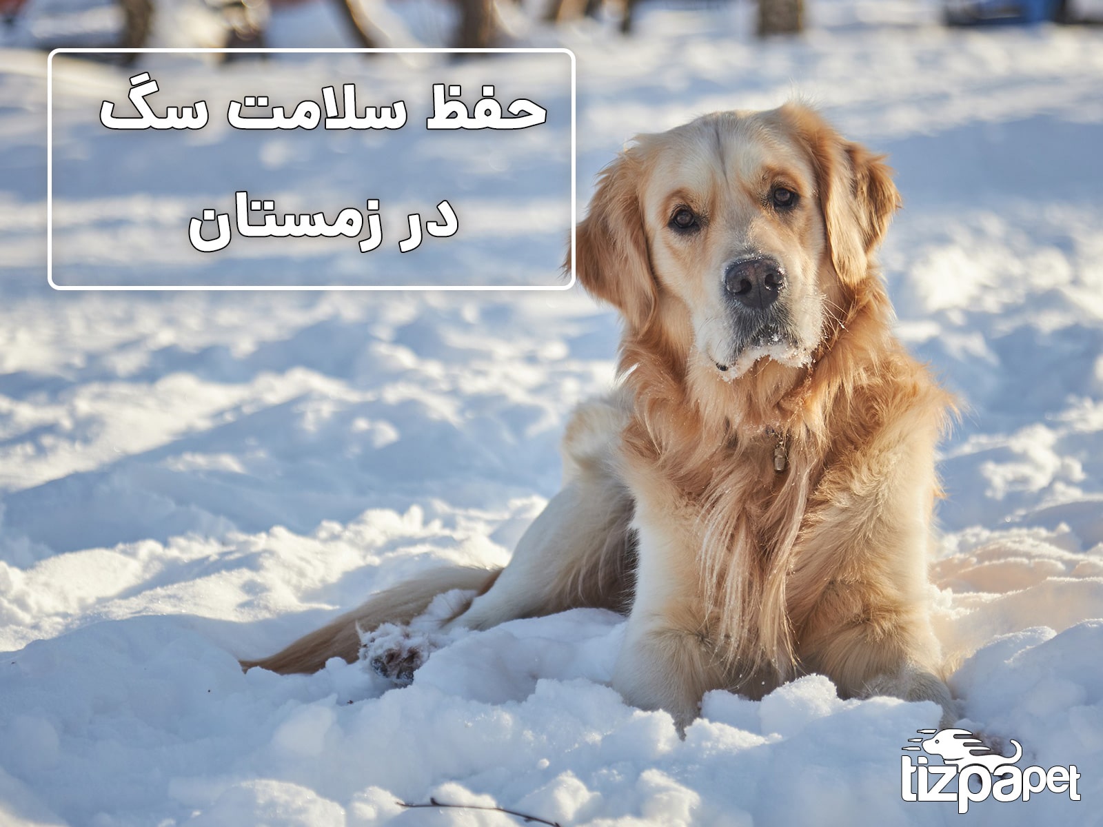 چگونه سگ مسن خود را در این زمستان سالم نگه دارید؟