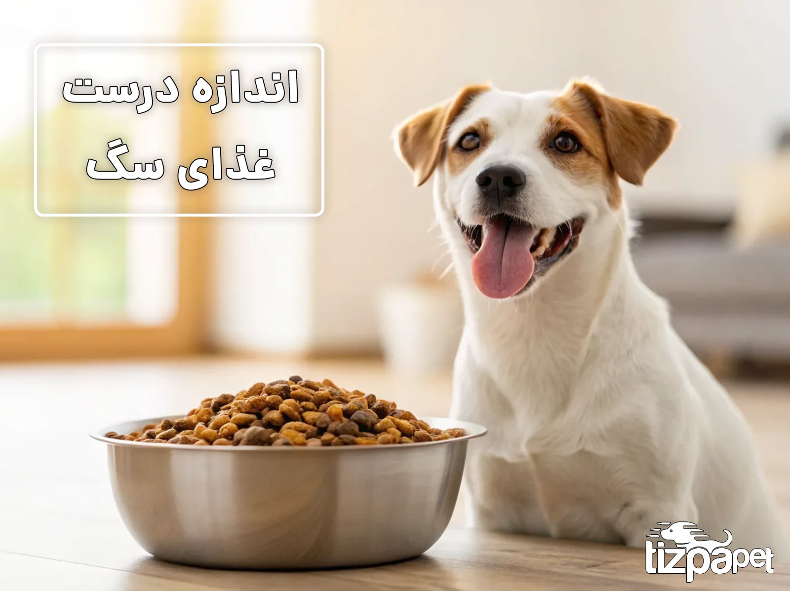 چه مقدار غذا به سگ خود بدهیم؟